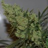 Семена каннабиса Sevilla Cheese feminised Ganja Seeds Семена каннабиса Sevilla Cheese feminised Ganja Seeds