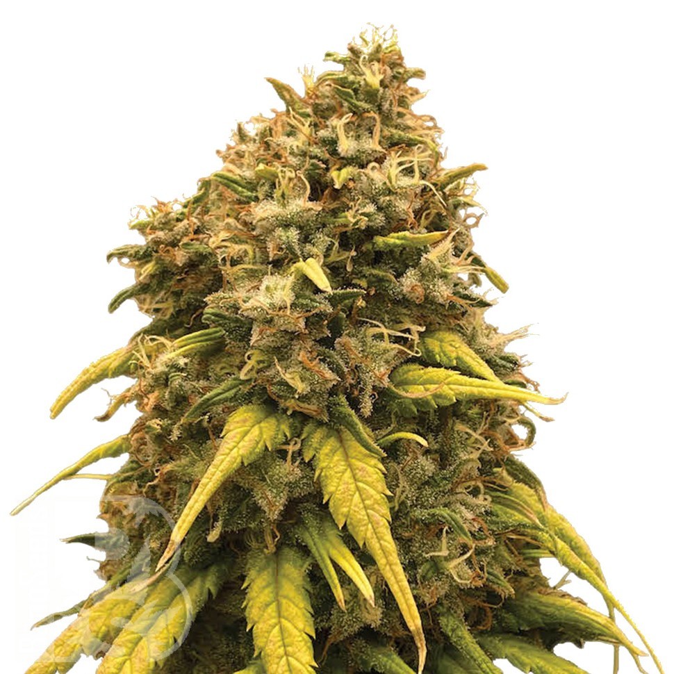 Семена каннабиса Sevilla Cheese feminised Ganja Seeds Семена каннабиса Sevilla Cheese feminised Ganja Seeds