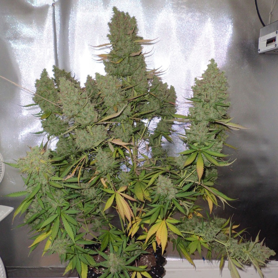 купить семена конопли Auto Blueberry feminised купить семена конопли Auto Blueberry feminised