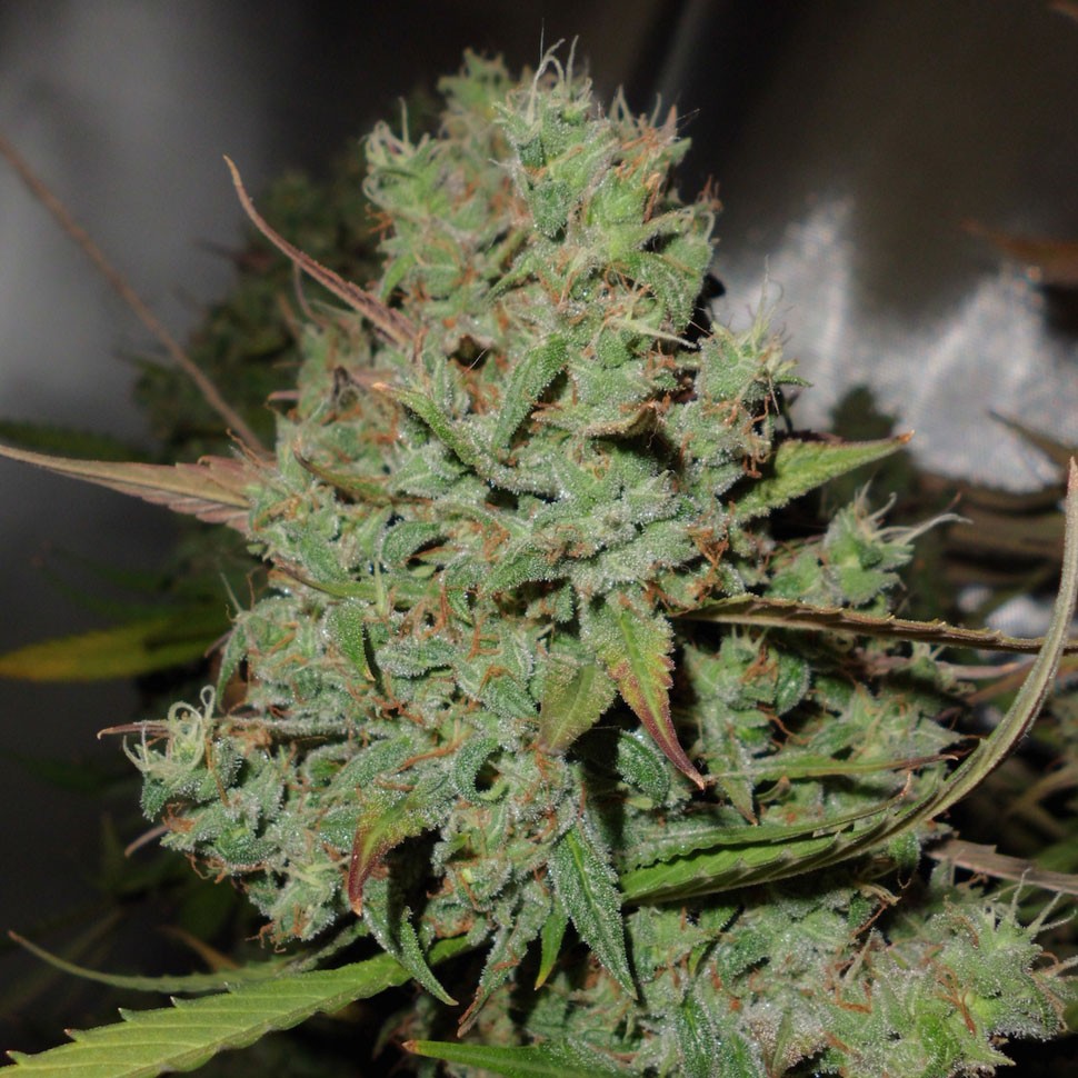 купить семена конопли медицинской Auto Blueberry feminised купить семена конопли медицинской Auto Blueberry feminised