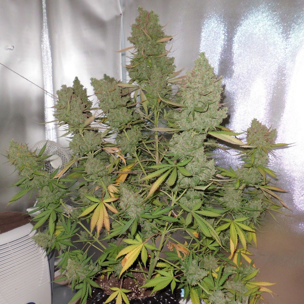 заказать семена конопли Auto Blueberry feminised заказать семена конопли Auto Blueberry feminised