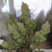 Auto Blueberry feminised Ganja Seeds