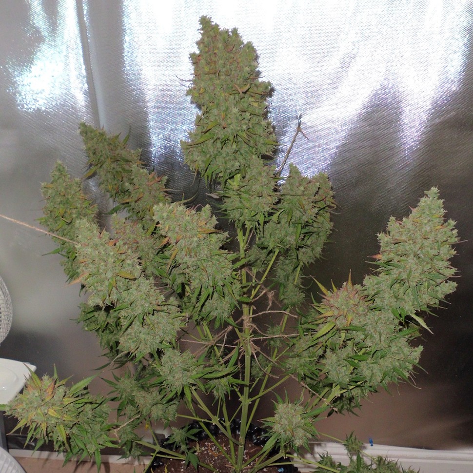 Семена Auto Blueberry feminised Ganja Seeds