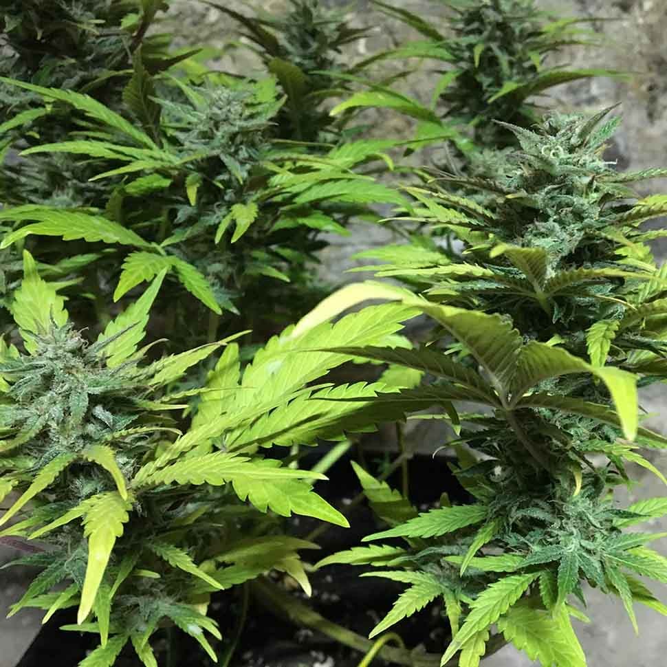 конопля семена сорта заказать Auto Trojan reg конопля семена сорта заказать Auto Trojan reg