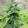 купить семена конопли гидропоники Auto Trojan reg купить семена конопли гидропоники Auto Trojan reg
