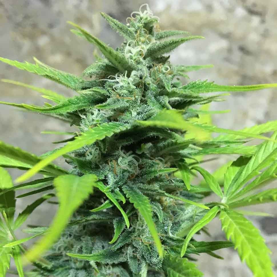 купить семена конопли гидропоники Auto Trojan reg купить семена конопли гидропоники Auto Trojan reg