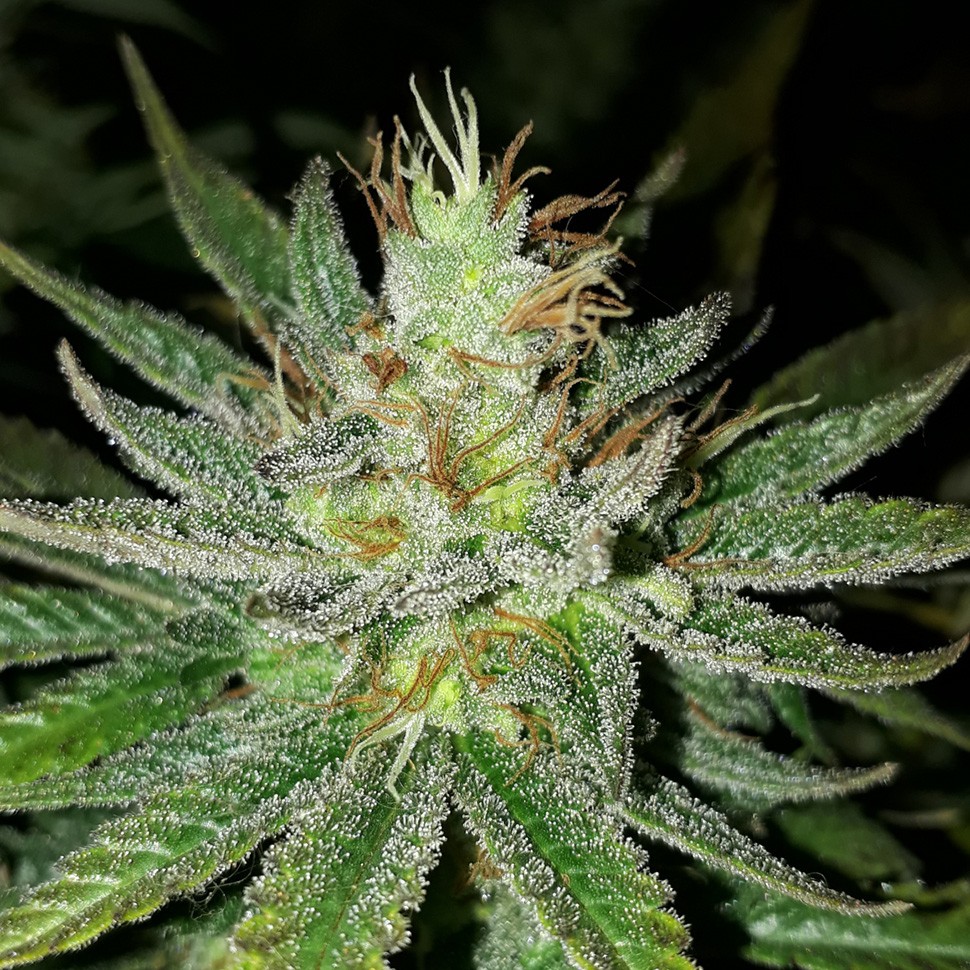 заказать хорошие семена конопли Auto Goverla reg заказать хорошие семена конопли Auto Goverla reg