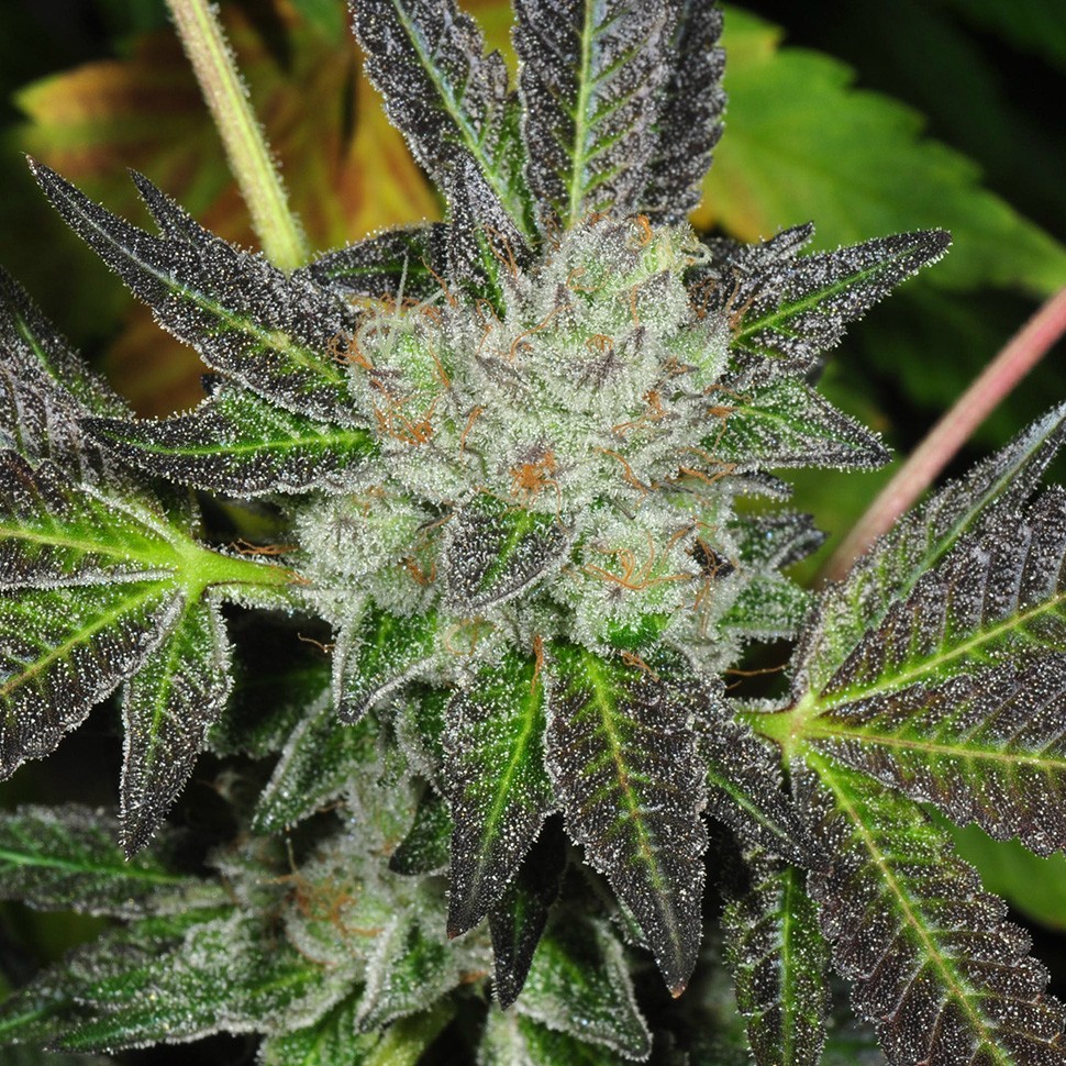 заказать семена конопли Казахстан Auto Goverla reg заказать семена конопли Казахстан Auto Goverla reg