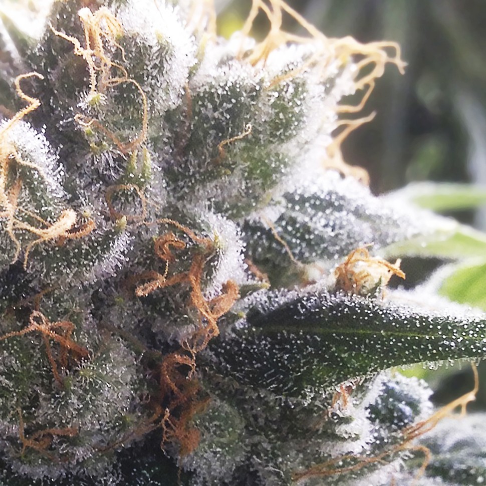 купить семена конопли для выращивания Auto Goverla reg купить семена конопли для выращивания Auto Goverla reg