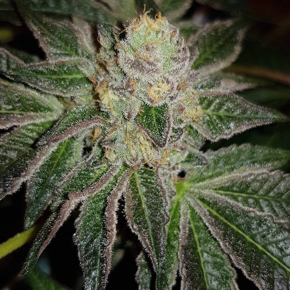 заказ семян конопли Нур-Султан Auto Goverla reg заказ семян конопли Нур-Султан Auto Goverla reg