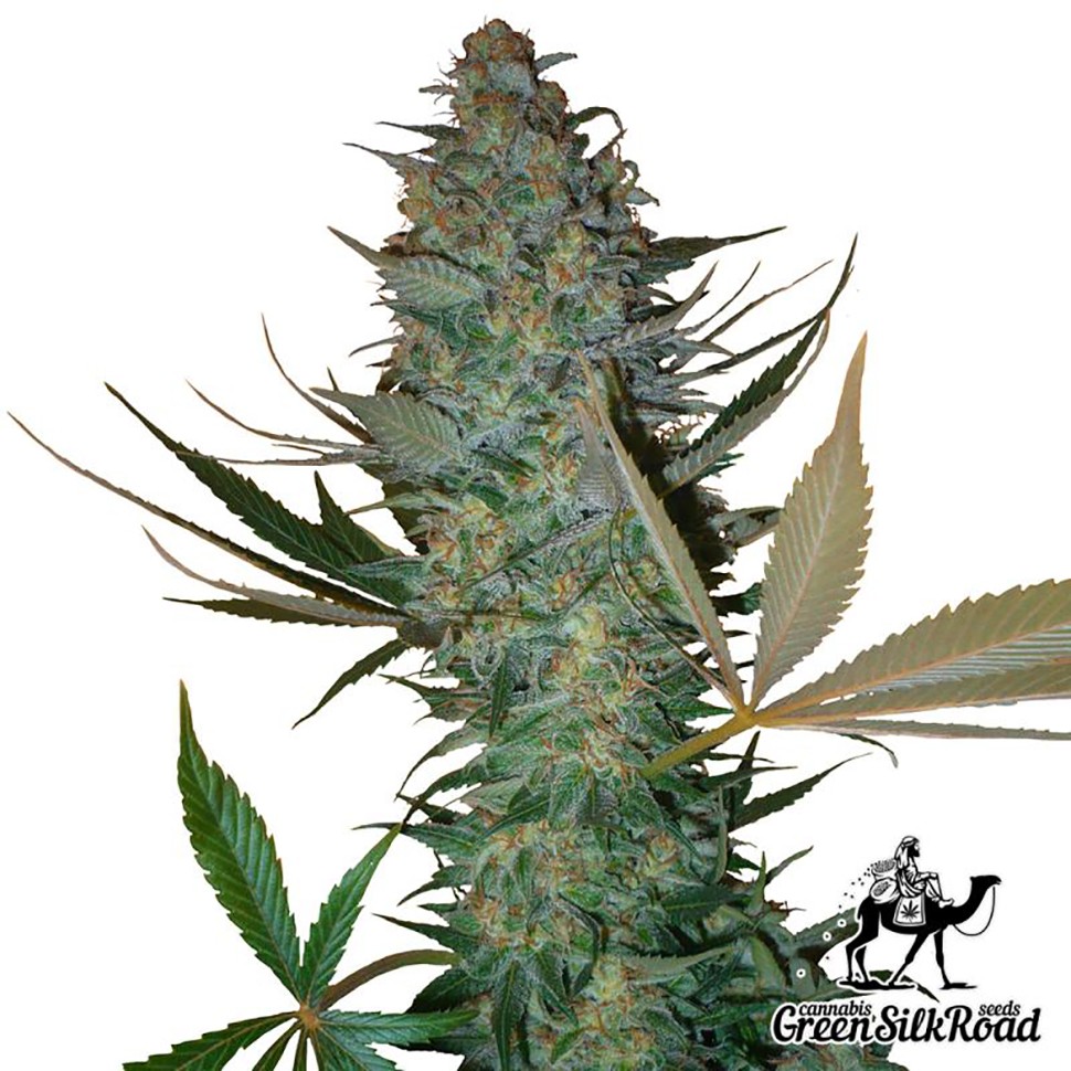 Семена конопли  Auto AK feminised Green Silk Road Seeds