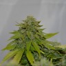 семена конопли элитных сортов Auto Caramelino feminised Victory Seeds семена конопли элитных сортов Auto Caramelino feminised Victory Seeds