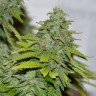 семена конопли в интернете Auto Caramelino feminised Victory Seeds семена конопли в интернете Auto Caramelino feminised Victory Seeds