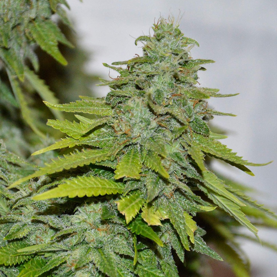 Семена Auto Caramelino feminised Victory Seeds