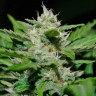 Семена марихуаны Auto Syrop feminised Ganja Seeds Семена марихуаны Auto Syrop feminised Ganja Seeds