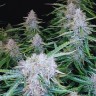 Семена Auto Syrop feminised Ganja Seeds Семена Auto Syrop feminised Ganja Seeds