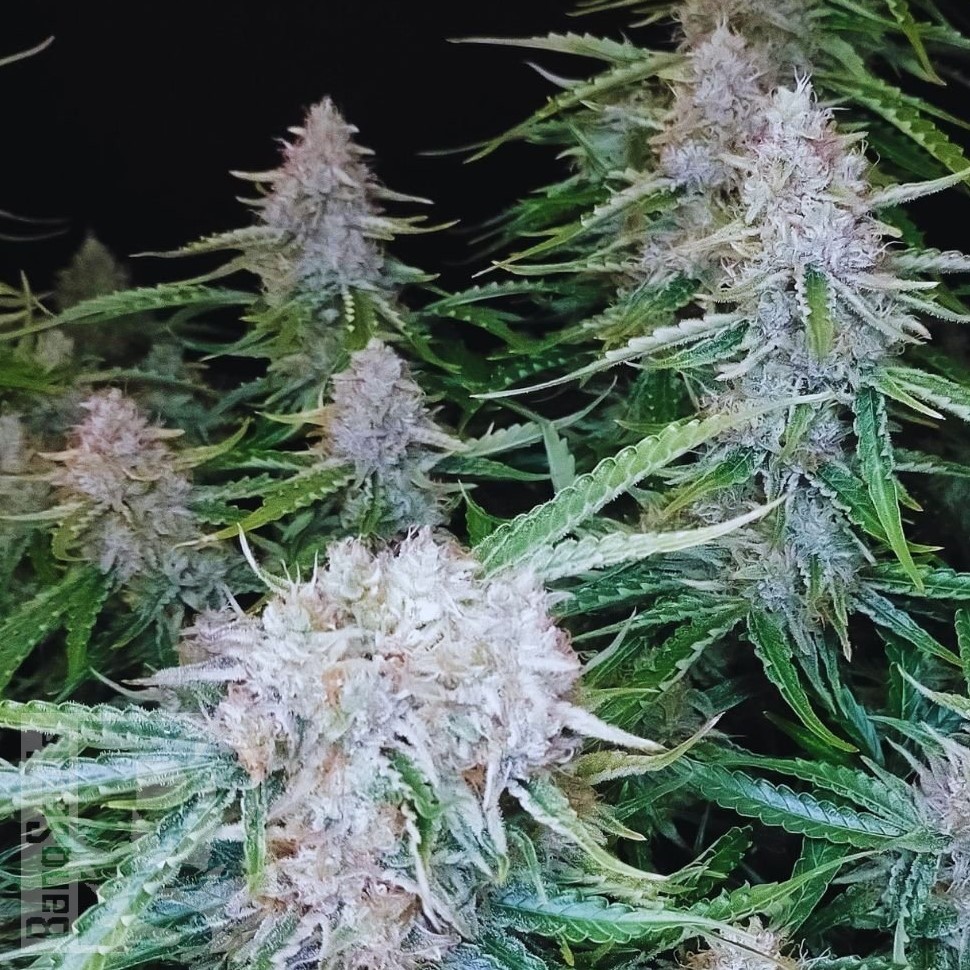 Семена Auto Syrop feminised Ganja Seeds Семена Auto Syrop feminised Ganja Seeds