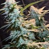Семена Auto Syrop feminised Ganja Seeds Семена Auto Syrop feminised Ganja Seeds