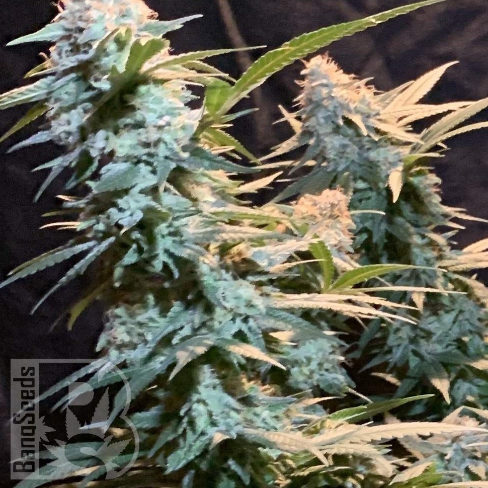 Семена Auto Syrop feminised Ganja Seeds Семена Auto Syrop feminised Ganja Seeds