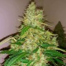 Семена Auto Syrop feminised Ganja Seeds Семена Auto Syrop feminised Ganja Seeds