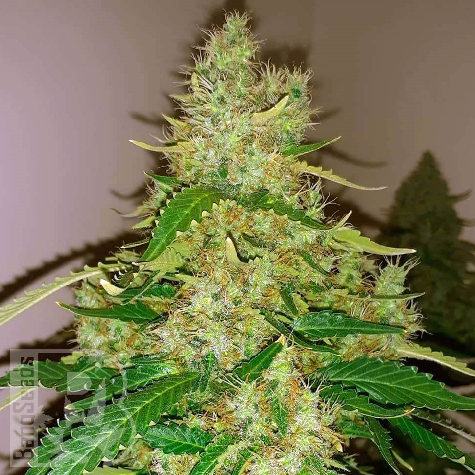 Семена Auto Syrop feminised Ganja Seeds Семена Auto Syrop feminised Ganja Seeds