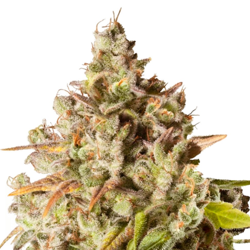 Качественные семена Royal Gorilla feminised Ganja Seeds Качественные семена Royal Gorilla feminised Ganja Seeds