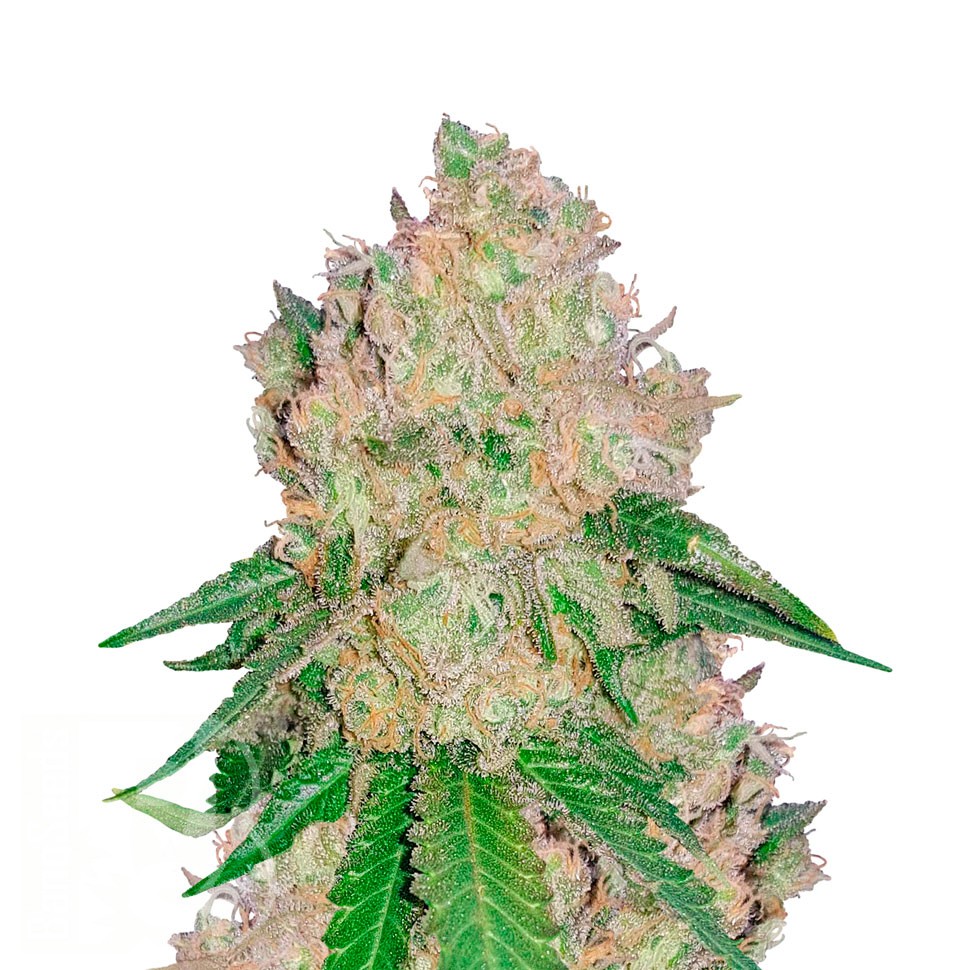 Купить семена Royal Gorilla feminised Ganja Seeds Купить семена Royal Gorilla feminised Ganja Seeds