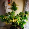 Семена Royal Gorilla feminised Ganja Seeds Семена Royal Gorilla feminised Ganja Seeds