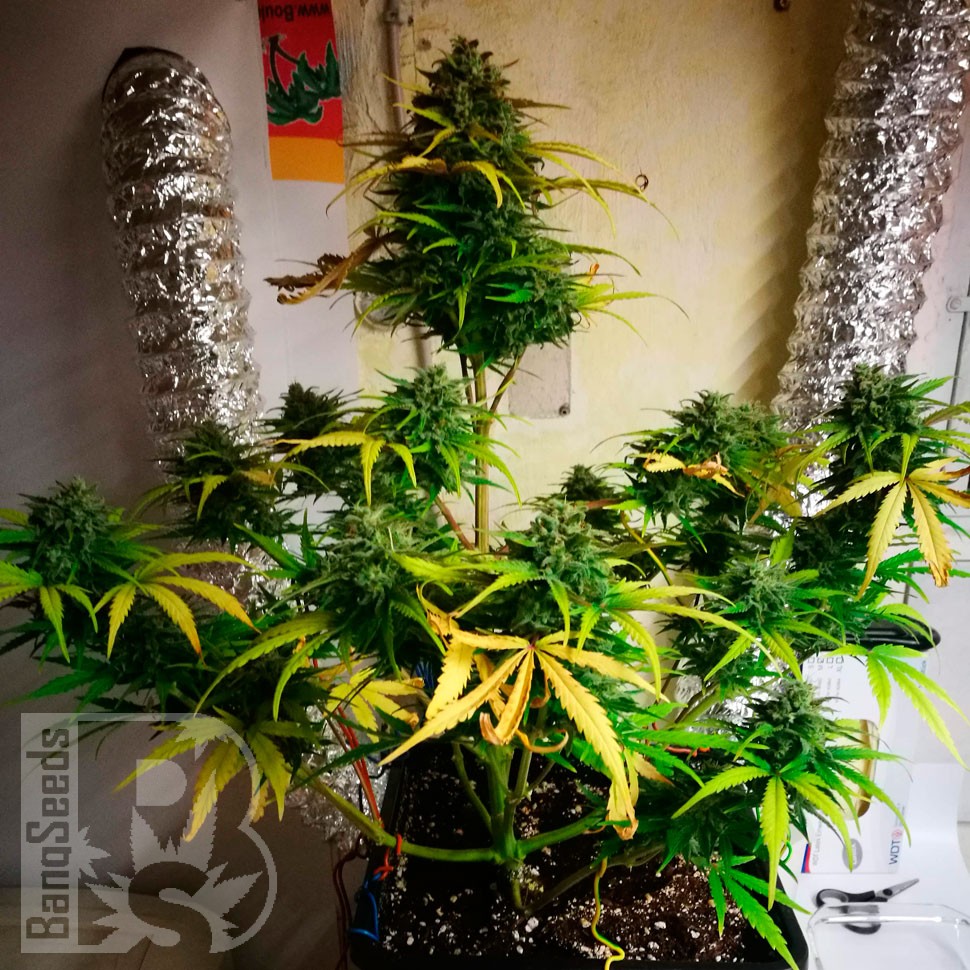 Семена Royal Gorilla feminised Ganja Seeds Семена Royal Gorilla feminised Ganja Seeds