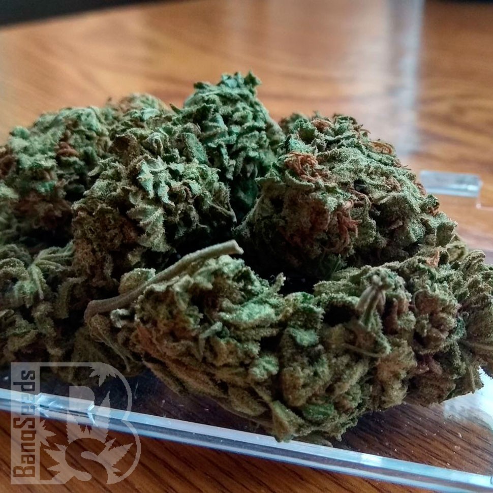 Заказать семена Royal Gorilla feminised Ganja Seeds Заказать семена Royal Gorilla feminised Ganja Seeds