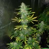 Семки Royal Gorilla feminised Ganja Seeds Семки Royal Gorilla feminised Ganja Seeds