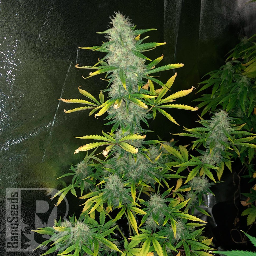 Семки Royal Gorilla feminised Ganja Seeds Семки Royal Gorilla feminised Ganja Seeds