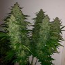 Семена конопли Royal Gorilla feminised Ganja Seeds Семена конопли Royal Gorilla feminised Ganja Seeds
