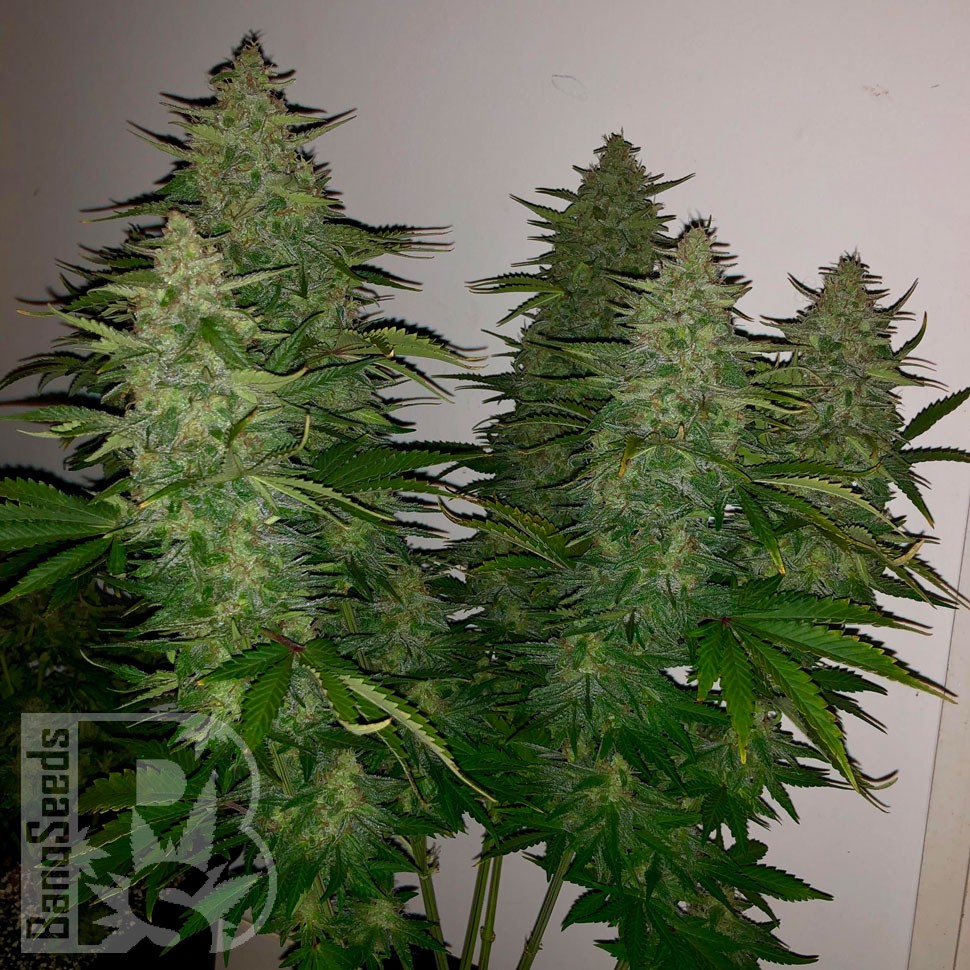 Семена каннабиса Royal Gorilla feminised Ganja Seeds