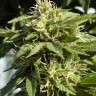 Семена конопли Shaman feminised Ganja Seeds Семена конопли Shaman feminised Ganja Seeds