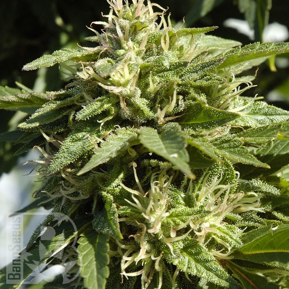Семена конопли Shaman feminised Ganja Seeds