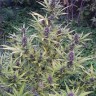 Семена конопли Shaman feminised Ganja Seeds Семена конопли Shaman feminised Ganja Seeds