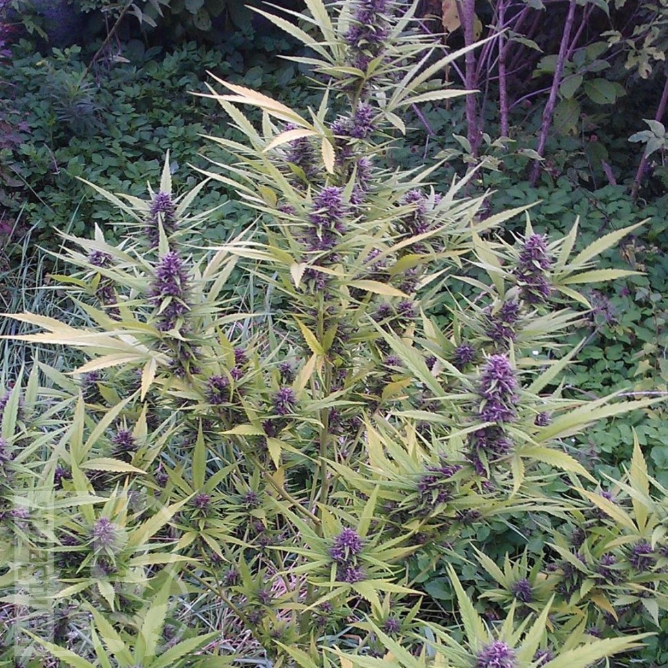 Семена конопли Shaman feminised Ganja Seeds Семена конопли Shaman feminised Ganja Seeds
