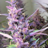 Семена конопли Shaman feminised Ganja Seeds Семена конопли Shaman feminised Ganja Seeds