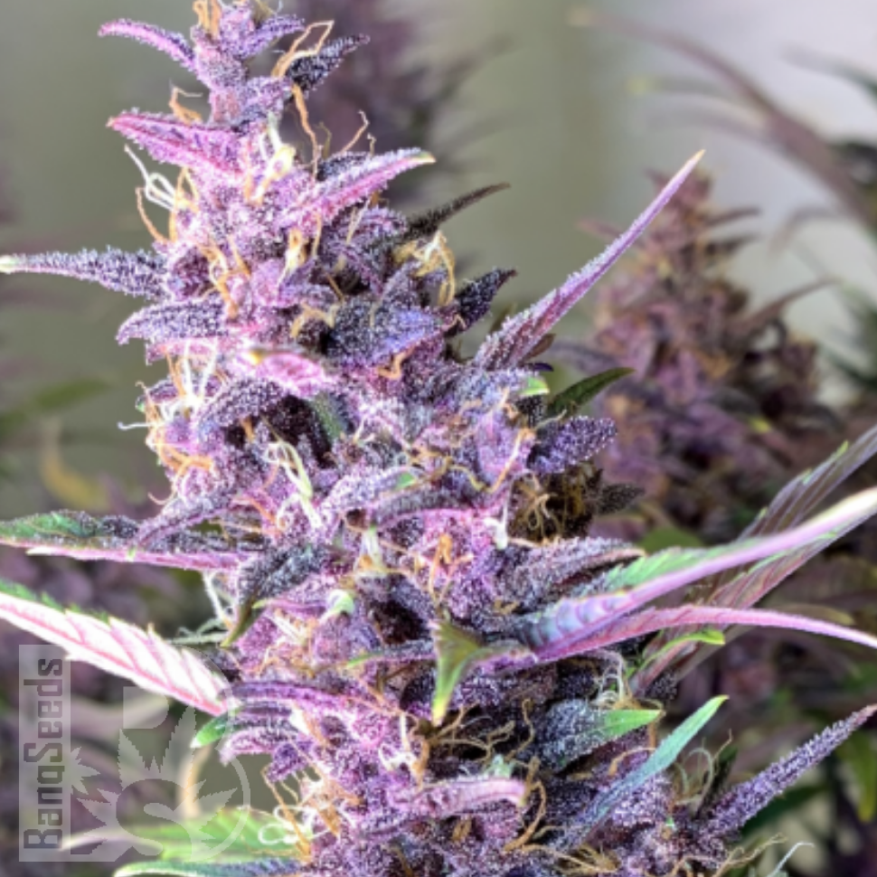 Семена конопли Shaman feminised Ganja Seeds Семена конопли Shaman feminised Ganja Seeds