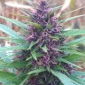Семена конопли Shaman feminised Ganja Seeds Семена конопли Shaman feminised Ganja Seeds