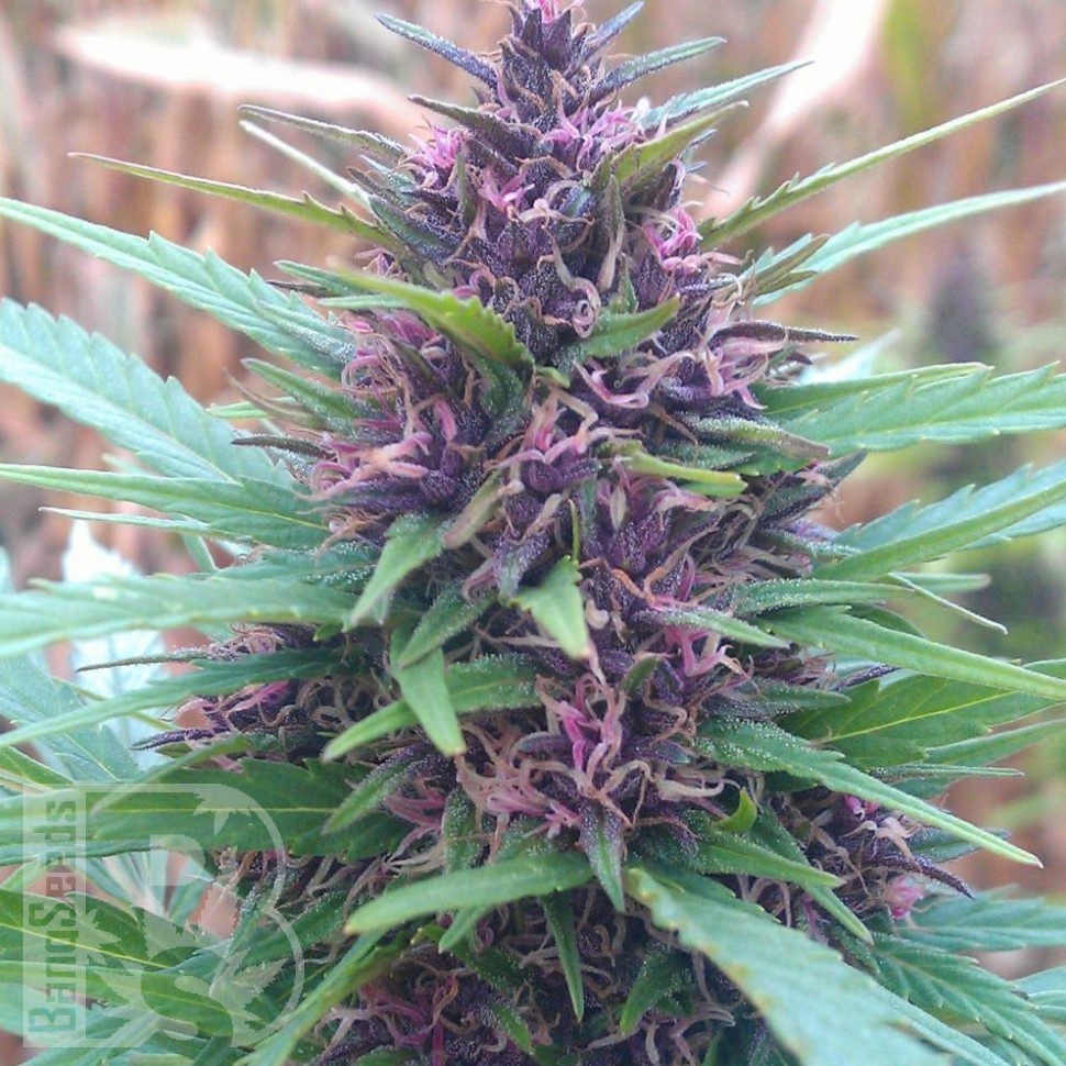 Семена конопли Shaman feminised Ganja Seeds Семена конопли Shaman feminised Ganja Seeds