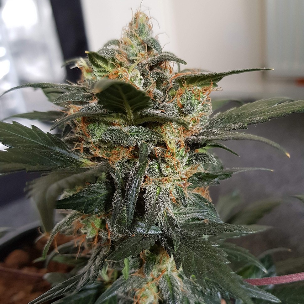 купить урожайные семена конопли Auto Mazar feminised купить урожайные семена конопли Auto Mazar feminised