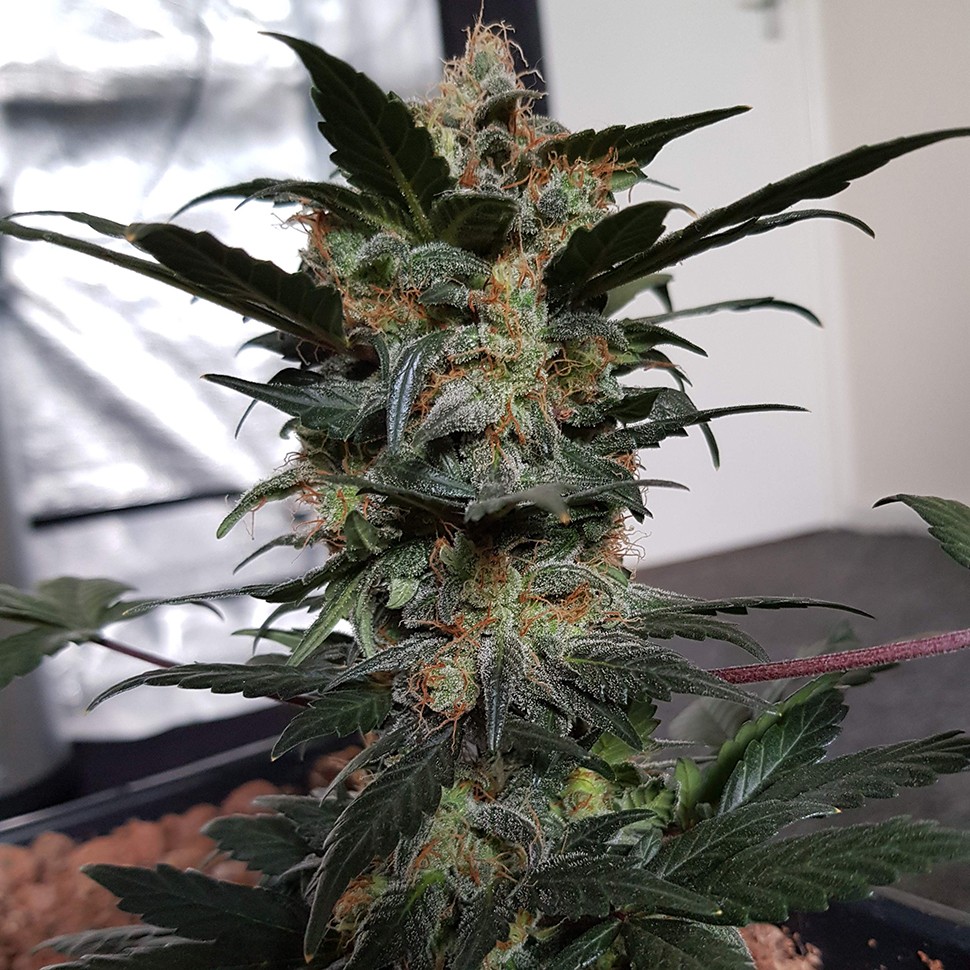 Семена конопли Auto Mazar feminised Ganja Seeds