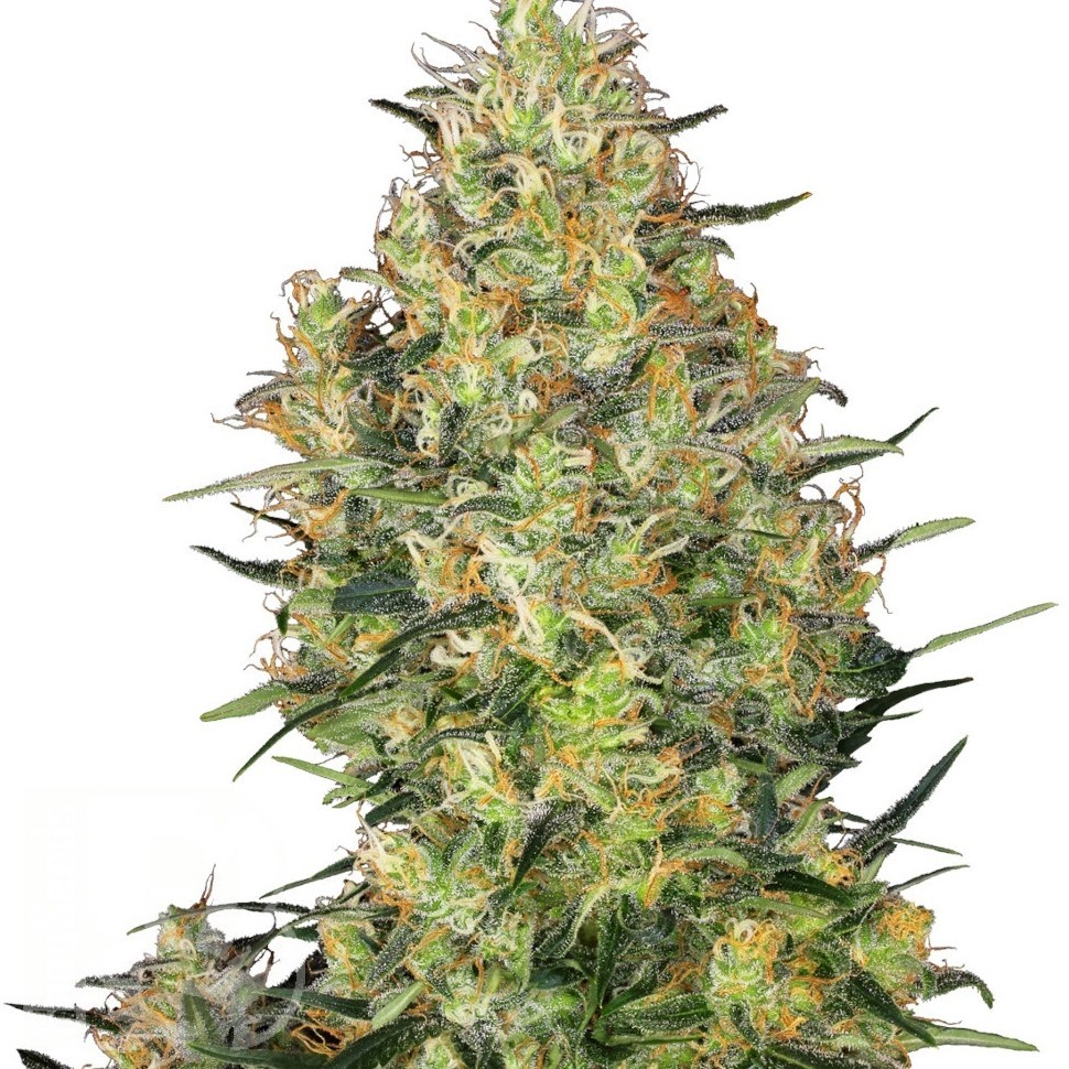 Семена конопли  Sensi Skunk feminised Ganja Seeds