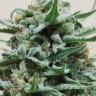 Семена Hindu Kush x White Russian feminised Ganja Seeds Семена Hindu Kush x White Russian feminised Ganja Seeds