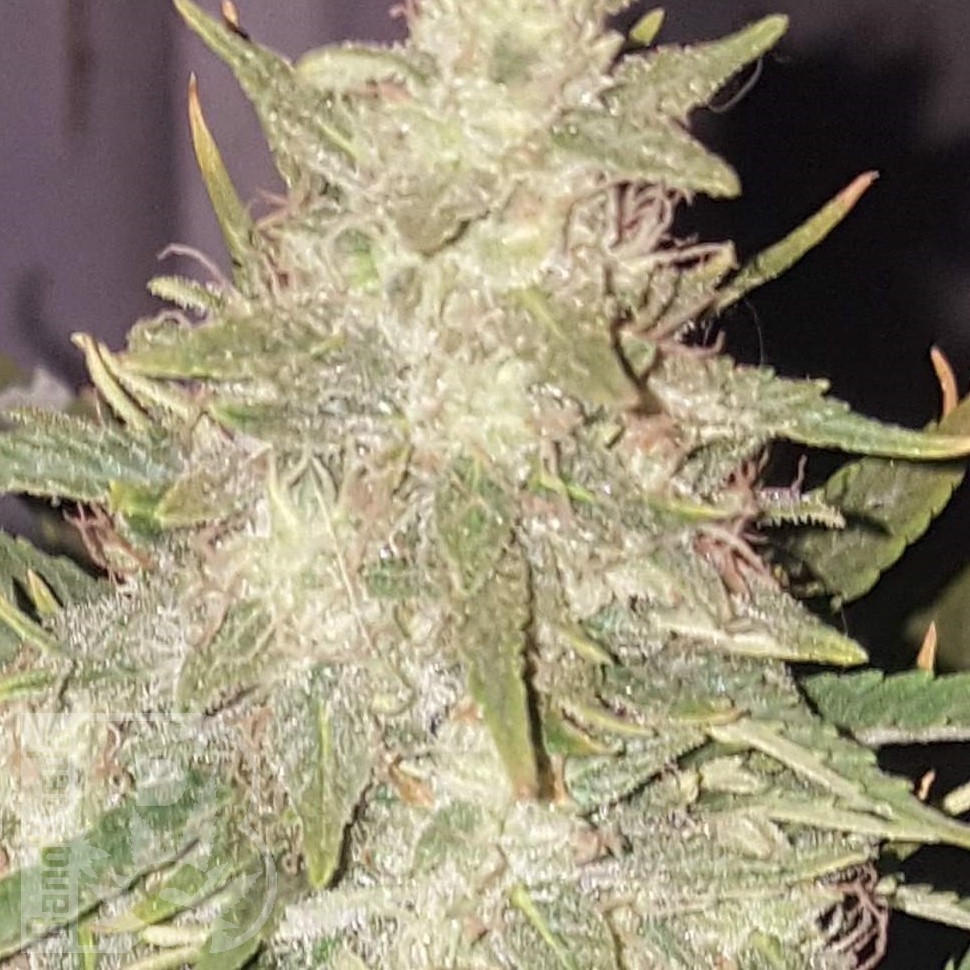 Семена Hindu Kush x White Russian feminised Ganja Seeds Семена Hindu Kush x White Russian feminised Ganja Seeds