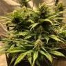 семена конопли дешево Auto Chocodope feminised Victory Seeds семена конопли дешево Auto Chocodope feminised Victory Seeds