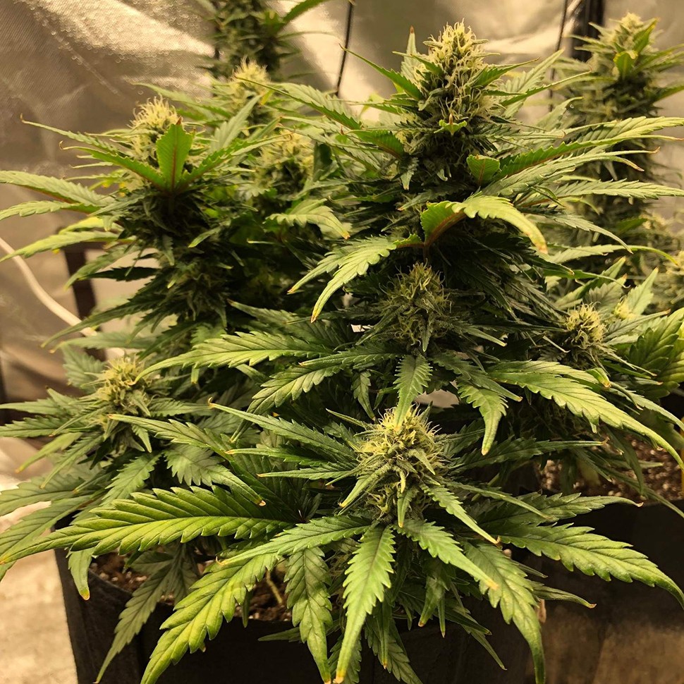 семена конопли дешево Auto Chocodope feminised Victory Seeds семена конопли дешево Auto Chocodope feminised Victory Seeds