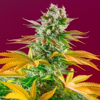 Gorilla Girl feminised Ganja Seeds